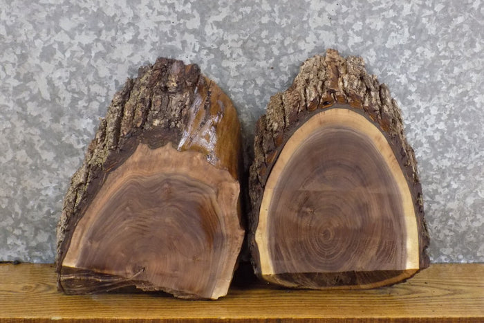2- Round Cut Black Walnut Taxidermy Bases/Craft Pack CLOSEOUT 12385-12386