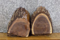 2- Round Cut Black Walnut Taxidermy Bases/Craft Pack CLOSEOUT 12385-12386