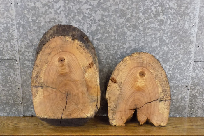 2- Round/Oval Cut Live Edge Ash Craft Pack/Taxidermy Bases 12453-12454