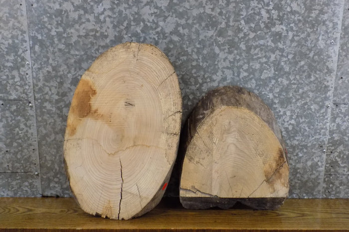 2- Round/Oval Cut Live Edge Ash Craft Pack/Taxidermy Bases 12453-12454