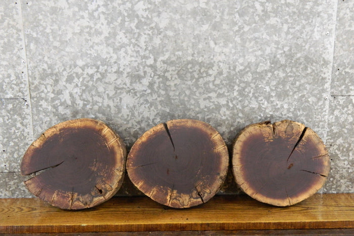 3- Black Walnut Live Edge Round Cut Rustic Taxidermy 12403-12405