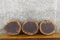 3- Black Walnut Live Edge Round Cut Rustic Taxidermy 12403-12405