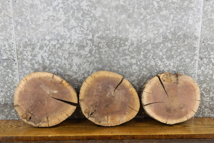 3- Black Walnut Live Edge Round Cut Rustic Taxidermy 12403-12405