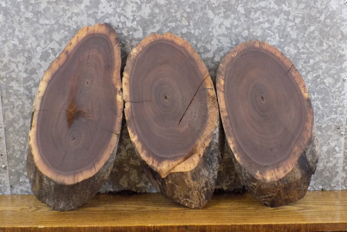 3- Live Edge Oval Cut Black Walnut Taxidermy Bases/Craft Pack 12553-12555