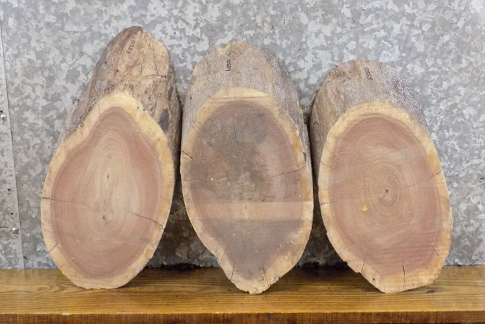3- Live Edge Oval Cut Black Walnut Taxidermy Bases/Craft Pack 12553-12555