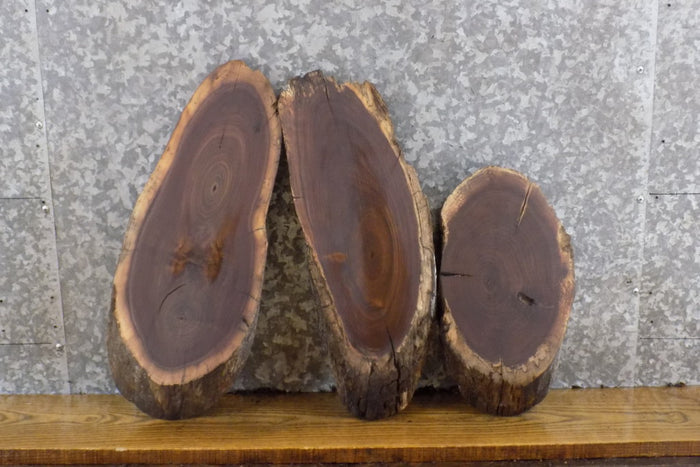 3- Oval Cut Black Walnut Live Edge Craft Pack/Taxidermy Bases 12550-12552