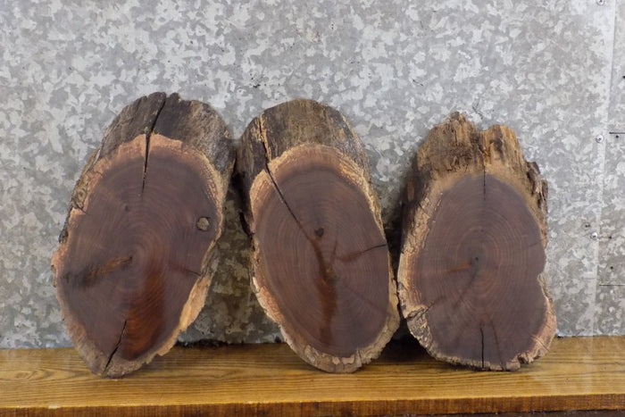 3- Rustic Oval Cut Live Edge Black Walnut Craft Pack Wood Slabs 12556-12558