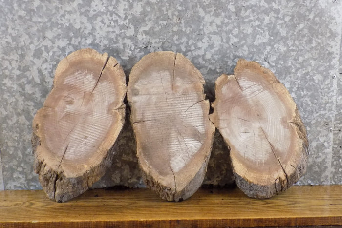 3- Rustic Oval Cut Live Edge Black Walnut Craft Pack Wood Slabs 12556-12558