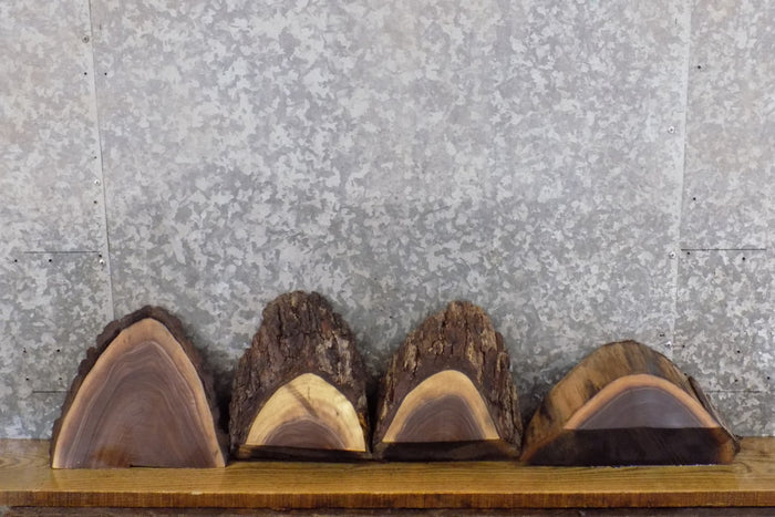 4- Round Cut Live Edge Black Walnut Craft Pack Slabs CLOSEOUT 12437-12440
