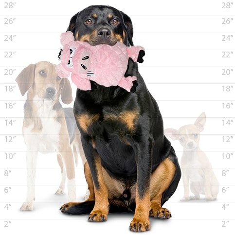 Mighty Angry Animal Dog Squeaky Toy, Angry Pig (mini and regular size)