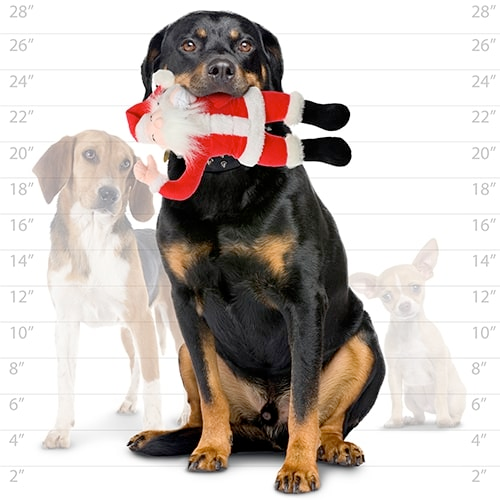 Mighty Arctic Dog Squeaky Toy, Santa (mini and regular size)