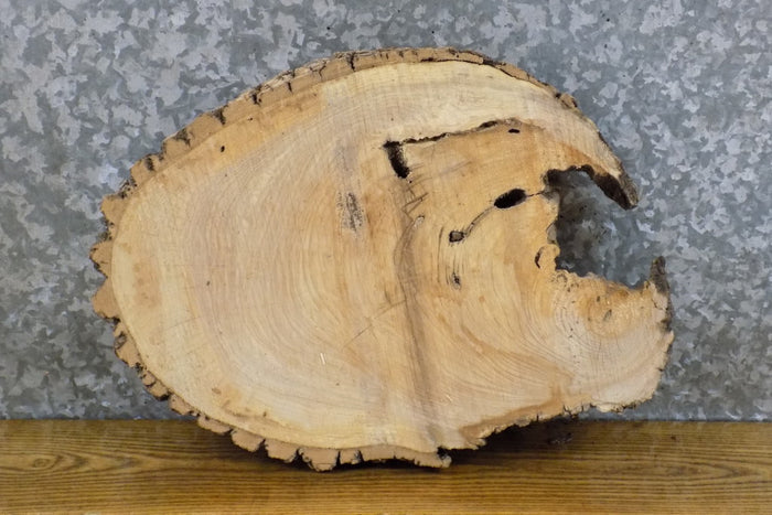 Oval Cut Live Edge Bark Ash Centerpiece Wood Slab CLOSEOUT 12540