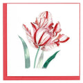 Red and white tulip illustration with green leaves on a white background
