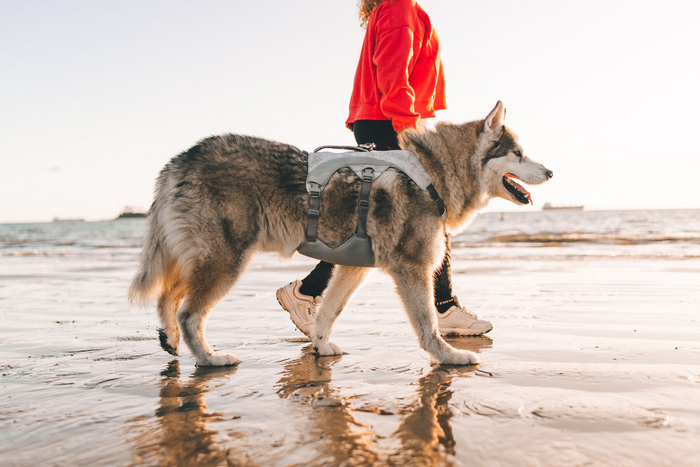 Ruffwear Dog Cooling Swamp Cooler Harness Protection from heat