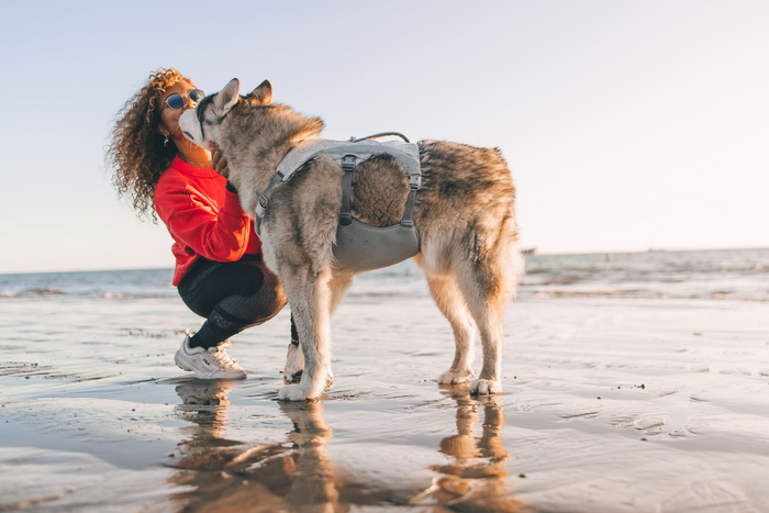Ruffwear Dog Cooling Swamp Cooler Harness Protection from heat