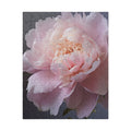 Single Blooming Peony Puzzle - 1014 Pieces